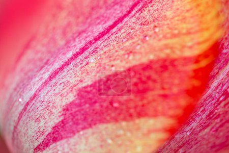 Téléchargez les photos : Tulipe rouge dans le jardin. Nature fond printanier. Gros plan de tulipe rouge . - en image libre de droit