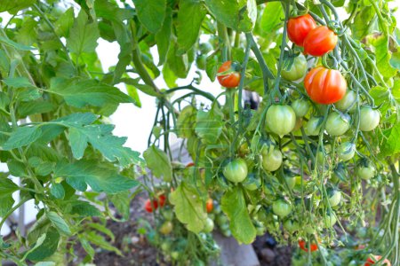Foto de Tomates de cóctel y algunos que aún no están maduros colgando de la vid de una planta de tomate en el jardín. Geranio beso tomates. - Imagen libre de derechos