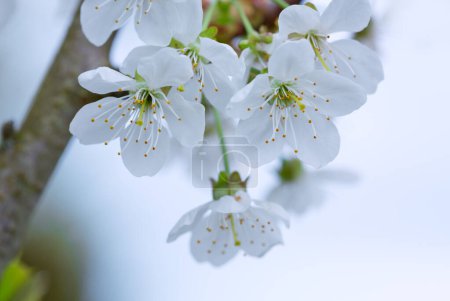 Photo for Blooming pear tree. Close up of white flowers on a pear tree - Royalty Free Image