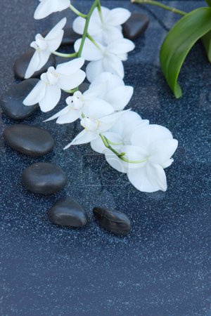Foto de Flor de orquídea blanca sobre un fondo gris, espacio para un texto . - Imagen libre de derechos