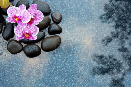 Téléchargez les photos : Fleurs d'orchidée rose sur un fond gris, espace pour un texte . - en image libre de droit