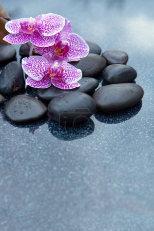 Foto de Flores de orquídea rosa sobre un fondo gris, espacio para un texto . - Imagen libre de derechos