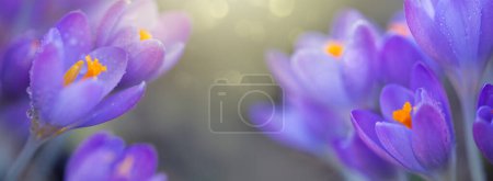 Téléchargez les photos : Gros plan d'une fleur de crocus violette sur fond flou - en image libre de droit