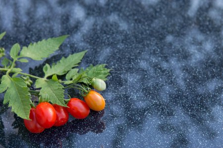 Photo for Cocktail tomatoes on gray table . - Royalty Free Image