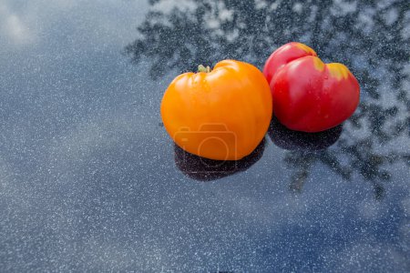 Photo for Two tomatoes in shape of heart isolated . - Royalty Free Image