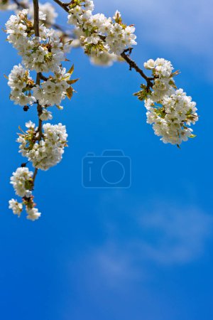 Foto de Primer plano de la cereza de floración aislada sobre fondo borroso. - Imagen libre de derechos
