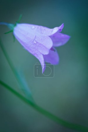 Purple campanula patula, wild flowering plant in summer meadow.