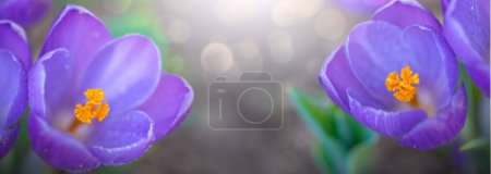 Foto de Primer plano de una flor de cocodrilo púrpura sobre fondo borroso - Imagen libre de derechos