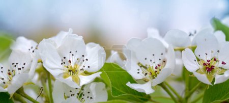 Foto de Peral floreciente. Primer plano de flores blancas en un peral - Imagen libre de derechos