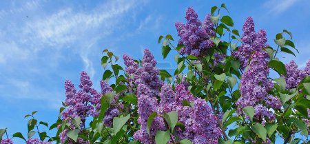 Foto de Una rama de lila en un arbusto. - Imagen libre de derechos