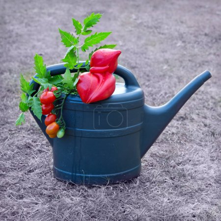 Téléchargez les photos : Beefsteak tomate rouge sur arrosage gris. Contexte d'été. - en image libre de droit