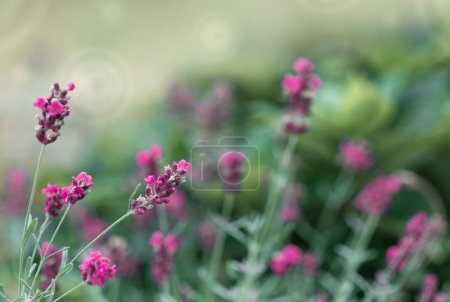 Téléchargez les photos : La lavande rose pousse dans un jardin en été - en image libre de droit