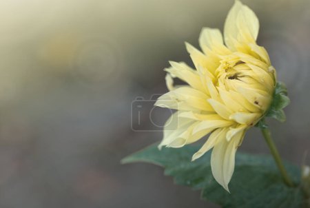Foto de Primer plano hermosa flor de dalia amarilla, flor de belleza - Imagen libre de derechos
