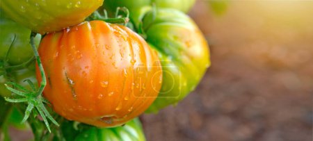 Téléchargez les photos : Grandes tomates jaunes mûres et juteuses dans le jardin de la maison . - en image libre de droit