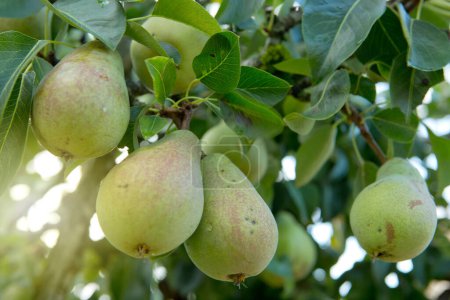 Foto de Peras frescas en la rama. Peras en el jardín de verano. - Imagen libre de derechos