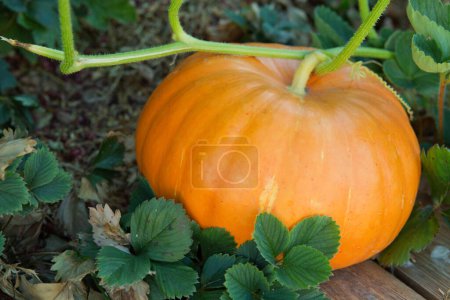Photo for Close-up of a pumpkin plant growing in a bed garden with green leaves. - Royalty Free Image