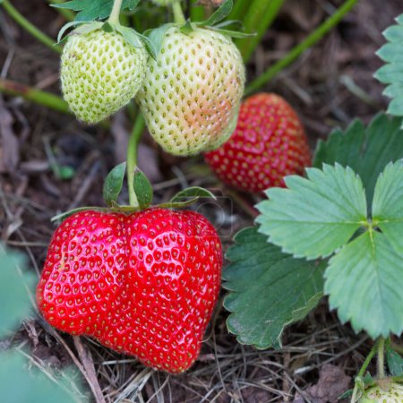 Foto de Fresa fruta orgánica fresca. Fresas rojas crecen en el jardín de verano. - Imagen libre de derechos