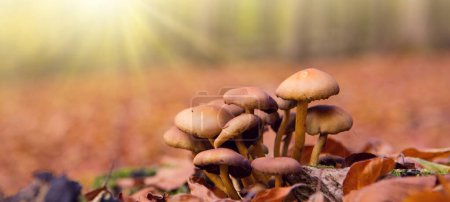 Téléchargez les photos : Beau fond de forêt d'automne avec des rayons de soleil et des champignons. - en image libre de droit