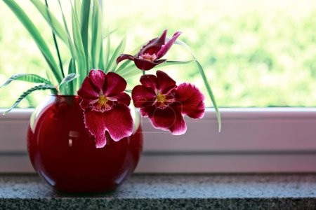 Foto de Flores rojas de la orquídea que florecen en una olla en el alféizar de ventana. - Imagen libre de derechos