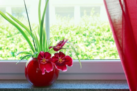 Téléchargez les photos : Fleurs rouges d'orchidée de floraison dans un pot sur le rebord de fenêtre. - en image libre de droit