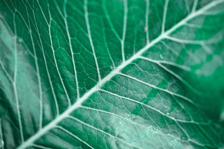 Photo for Fresh green leaf texture macro close-up. Green horseradish leaf . - Royalty Free Image