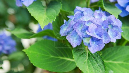 Photo for Blue hydrangea flowers growing in the garden ,floral beautiful background - Royalty Free Image