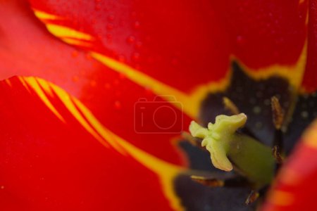 Foto de Tulipán rojo en el jardín. Fondo de primavera de la naturaleza.Primer plano de tulipán rojo . - Imagen libre de derechos