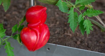 Foto de Tomates rojos de bistec creciendo en el jardín de verano. - Imagen libre de derechos