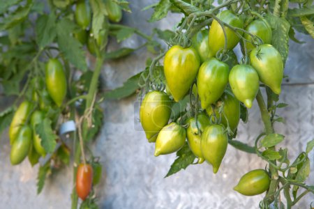 Photo for Fresh green tomatoes and some that are not ripe yet hanging on the vine of a tomato plant in the garden. - Royalty Free Image