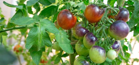Photo for Fresh purple tomatoes and some that are not ripe yet hanging on the vine of a tomato plant in the garden. - Royalty Free Image
