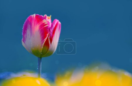 Photo for Pink tulip in the garden. Easter background. - Royalty Free Image