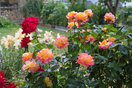 Foto de Flores de rosa de coral. Fondo de jardín de verano. - Imagen libre de derechos