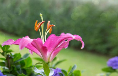 Foto de Rosa de flor de lirio grande en fondo de luz verde natural. - Imagen libre de derechos