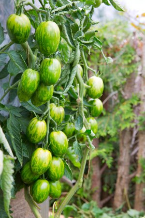 Téléchargez les photos : Tomates vertes fraîches et certaines qui ne sont pas encore mûres accrochées à la vigne d'une plante de tomate dans le jardin. - en image libre de droit