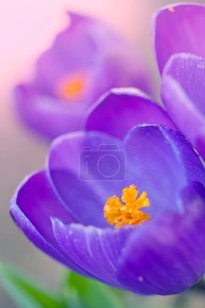 Foto de Fondo de primavera con azafrán de floración púrpura aislado . - Imagen libre de derechos