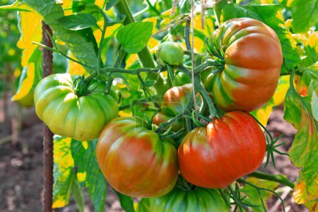Photo for Red beefsteak tomatoes growing in the summer garden. - Royalty Free Image