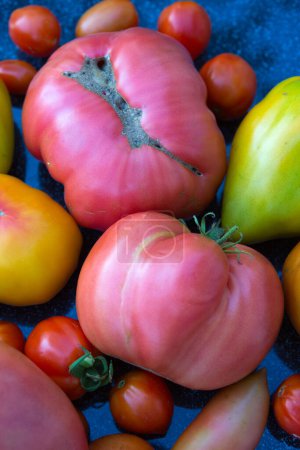 Téléchargez les photos : Groupe de tomates colorées isolées sur gris. - en image libre de droit
