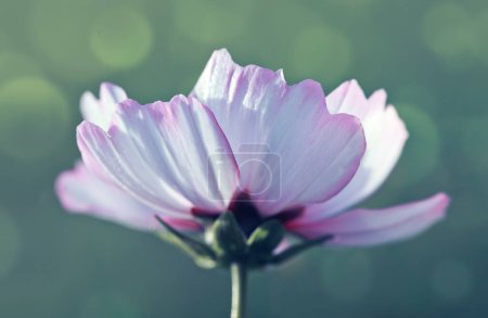 Foto de Flor rosa del cosmos floreciendo en el jardín - Imagen libre de derechos