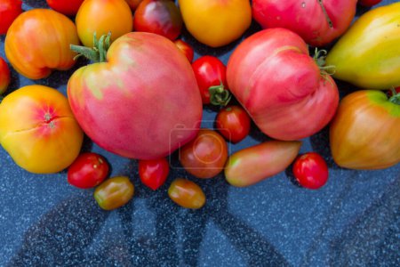 Foto de Grupo de tomates de colores, de cerca. - Imagen libre de derechos
