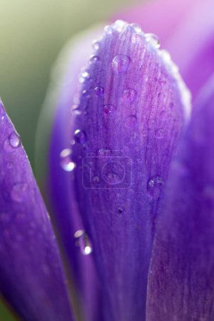 Foto de Crokus púrpura en el prado, macro - Imagen libre de derechos