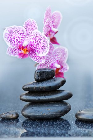 Foto de Flores de orquídea rosa y piedras de spa sobre un fondo gris, espacio para un texto. - Imagen libre de derechos