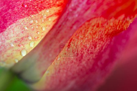 Foto de Tulipán rojo en el jardín. Fondo de primavera de la naturaleza.Primer plano de tulipán rojo . - Imagen libre de derechos