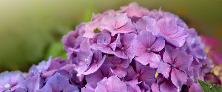 Téléchargez les photos : Fleurs d'hortensia bleues poussant dans le jardin, beau fond floral - en image libre de droit