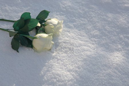 Téléchargez les photos : Deux roses blanches sur la neige en hiver. Joyeuse célébration de la Saint-Valentin. - en image libre de droit