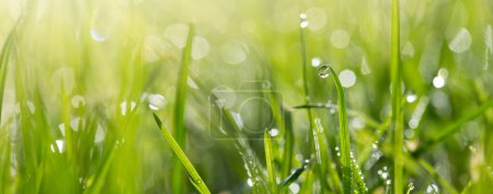 Foto de Hierba fresca de primavera verde con gotas de rocío de cerca. Enfoque suave. Resumen Naturaleza primavera Fondo. - Imagen libre de derechos
