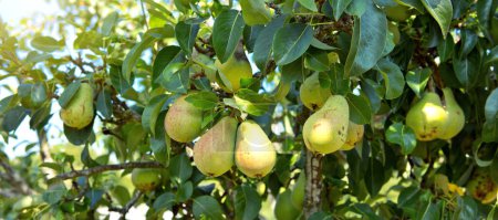 Foto de Peras frescas en la rama. Peras en el jardín de verano. - Imagen libre de derechos
