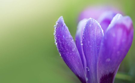 Photo for Purple crokus on the meadow, macro - Royalty Free Image