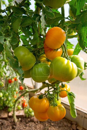 Téléchargez les photos : Tomates mûres prêtes à être cueillies en serre. - en image libre de droit