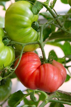 Foto de Tomates frescos rojos de cosecha propia en un jardín. - Imagen libre de derechos