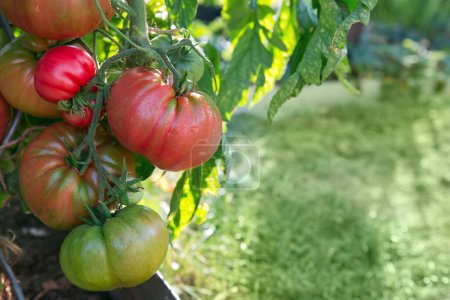 Foto de Tomates rojos de bistec creciendo en el jardín de verano. - Imagen libre de derechos